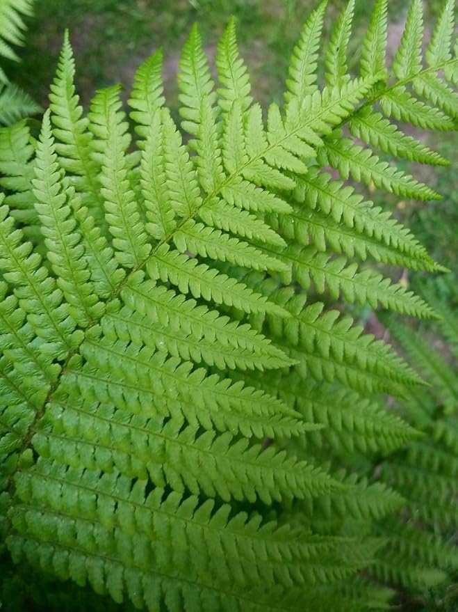 Rare Exotic Fern - for planting in home garden